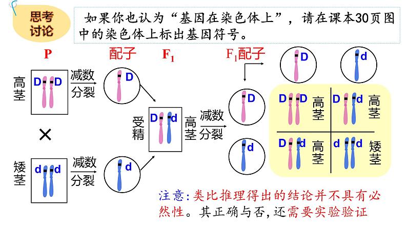 2.2 基因在染色体上 课件【新教材】2020-2021学年高一生物人教版（2019）必修二第5页