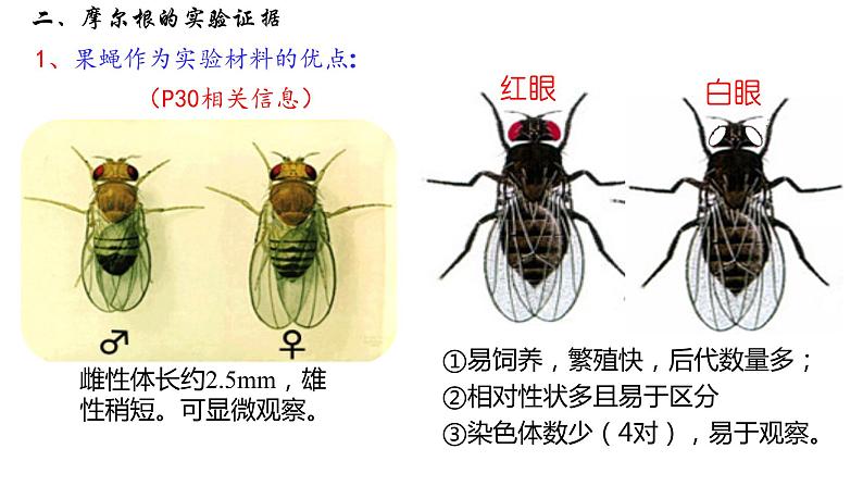 2.2 基因在染色体上 课件【新教材】2020-2021学年高一生物人教版（2019）必修二第8页