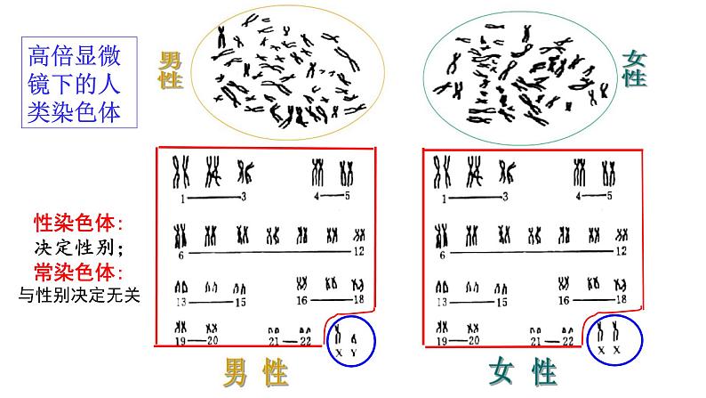 2.3 伴性遗传 课件【新教材】2020-2021学年高一生物人教版（2019）必修二03