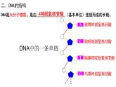 3.2 DNA的结构（合格考专用） 课件【新教材】2020-2021学年高一生物人教版（2019）必修二