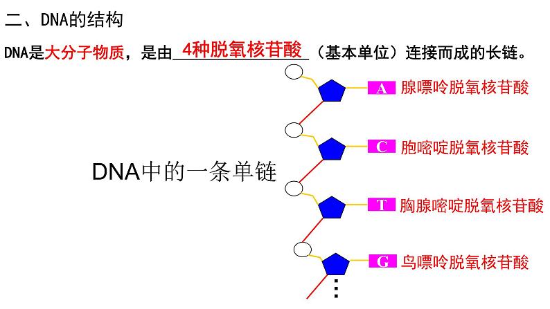 3.2 DNA的结构（合格考专用） 课件【新教材】2020-2021学年高一生物人教版（2019）必修二第4页