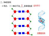 3.2 DNA的结构（合格考专用） 课件【新教材】2020-2021学年高一生物人教版（2019）必修二