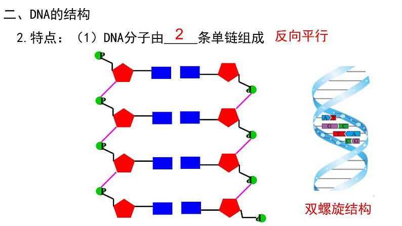 3.2 DNA的结构（合格考专用） 课件【新教材】2020-2021学年高一生物人教版（2019）必修二第5页