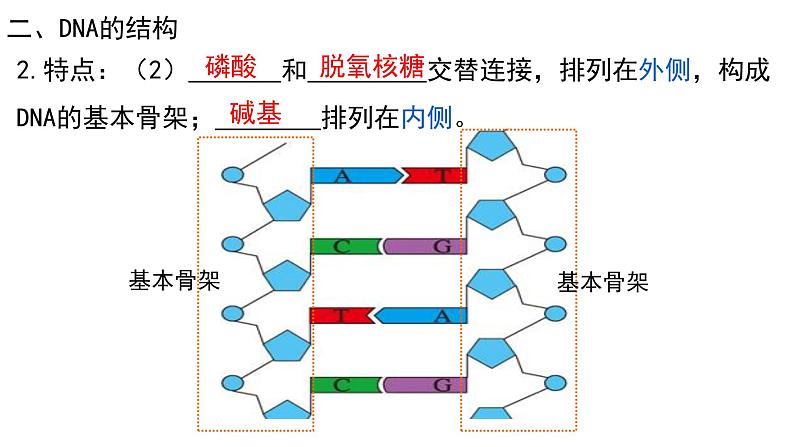 3.2 DNA的结构（合格考专用） 课件【新教材】2020-2021学年高一生物人教版（2019）必修二第6页