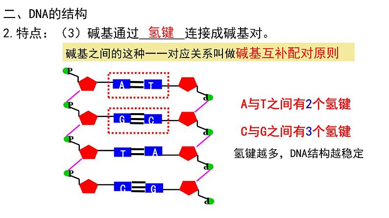 3.2 DNA的结构（合格考专用） 课件【新教材】2020-2021学年高一生物人教版（2019）必修二第7页