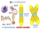 3.4 基因通常是有遗传效应的DNA片段  课件【新教材】2020-2021学年高一生物人教版（2019）必修二