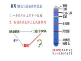 3.4 基因通常是有遗传效应的DNA片段  课件【新教材】2020-2021学年高一生物人教版（2019）必修二