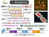 3.4 基因通常是有遗传效应的DNA片段  课件【新教材】2020-2021学年高一生物人教版（2019）必修二
