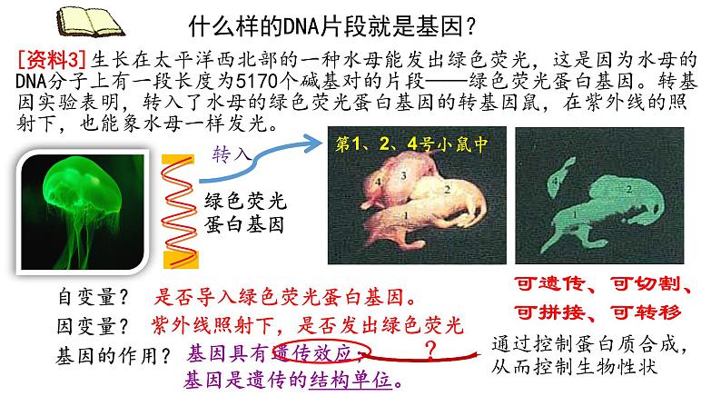 3.4 基因通常是有遗传效应的DNA片段  课件【新教材】2020-2021学年高一生物人教版（2019）必修二06