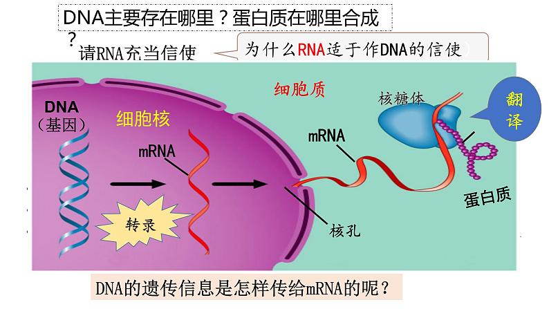 4.1 基因指导蛋白质的合成  课件【新教材】2020-2021学年高一生物人教版（2019）必修二04