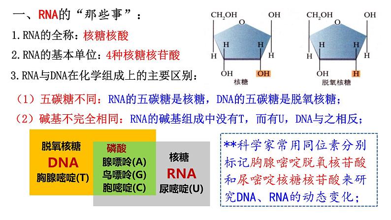 4.1 基因指导蛋白质的合成  课件【新教材】2020-2021学年高一生物人教版（2019）必修二05