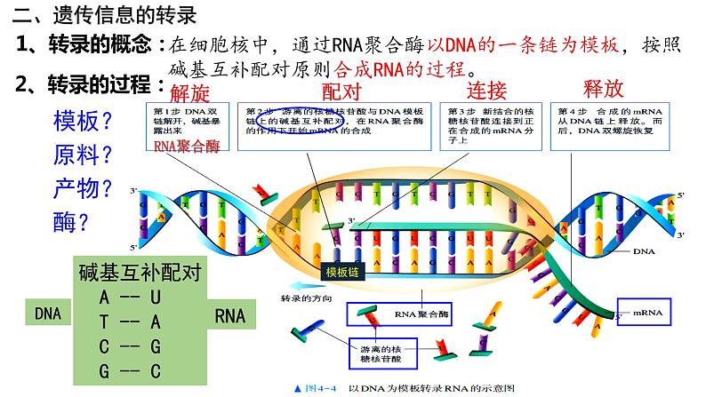 4.1 基因指导蛋白质的合成  课件【新教材】2020-2021学年高一生物人教版（2019）必修二08