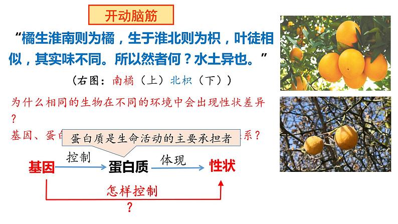 4.2 基因表达与性状的关系  课件【新教材】2020-2021学年高一生物人教版（2019）必修二02