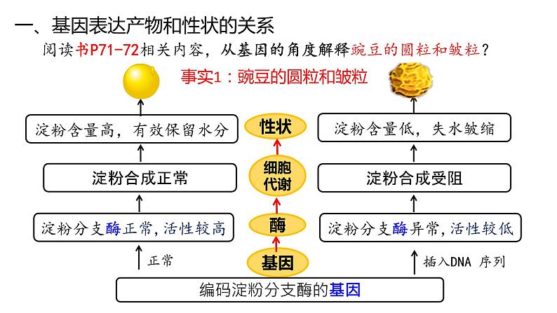 4.2 基因表达与性状的关系  课件【新教材】2020-2021学年高一生物人教版（2019）必修二03