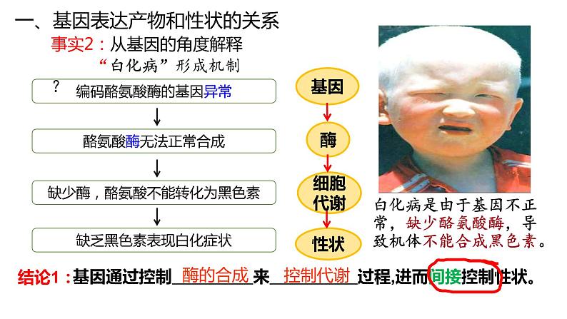 4.2 基因表达与性状的关系  课件【新教材】2020-2021学年高一生物人教版（2019）必修二04