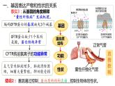 4.2 基因表达与性状的关系  课件【新教材】2020-2021学年高一生物人教版（2019）必修二