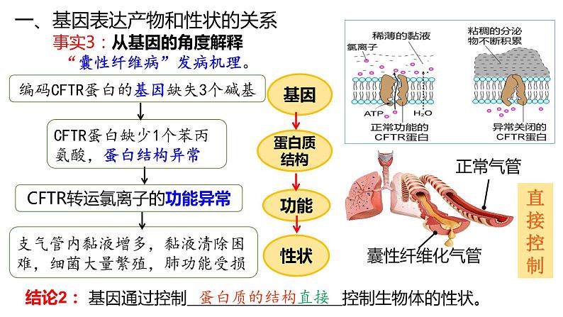 4.2 基因表达与性状的关系  课件【新教材】2020-2021学年高一生物人教版（2019）必修二05