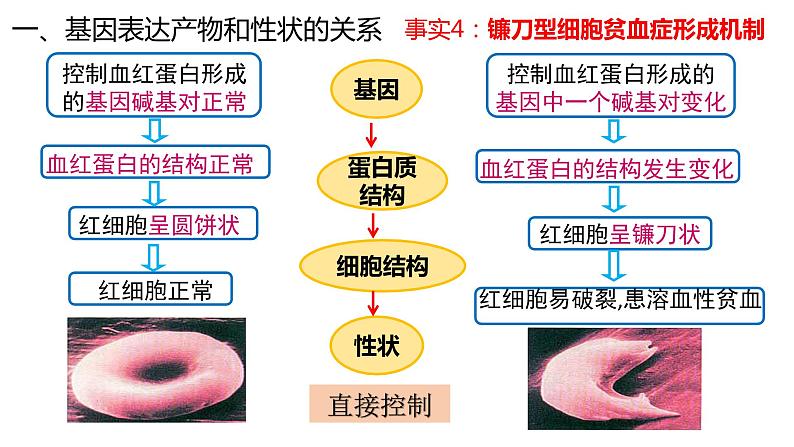 4.2 基因表达与性状的关系  课件【新教材】2020-2021学年高一生物人教版（2019）必修二06