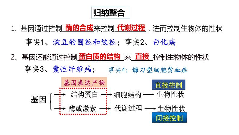 4.2 基因表达与性状的关系  课件【新教材】2020-2021学年高一生物人教版（2019）必修二07