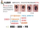 5.1基因突变和基因重组  课件【新教材】2020-2021学年高一生物人教版（2019）必修二