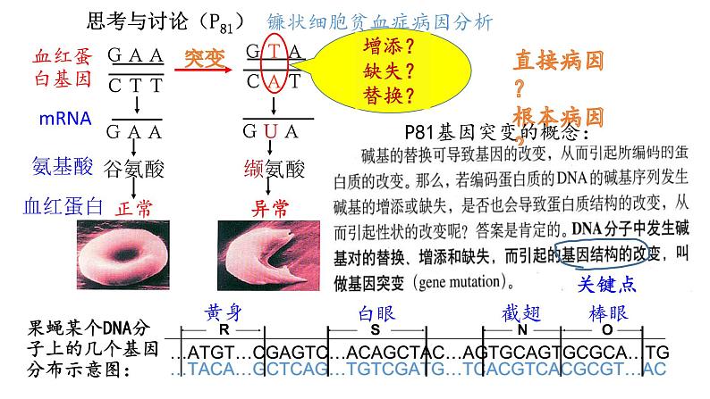 5.1基因突变和基因重组  课件【新教材】2020-2021学年高一生物人教版（2019）必修二第5页