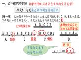 5.2 染色体变异  课件【新教材】2020-2021学年高一生物人教版（2019）必修二