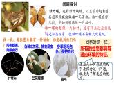 6.2 自然选择与适应的形成  课件【新教材】2020-2021学年高一生物人教版（2019）必修二