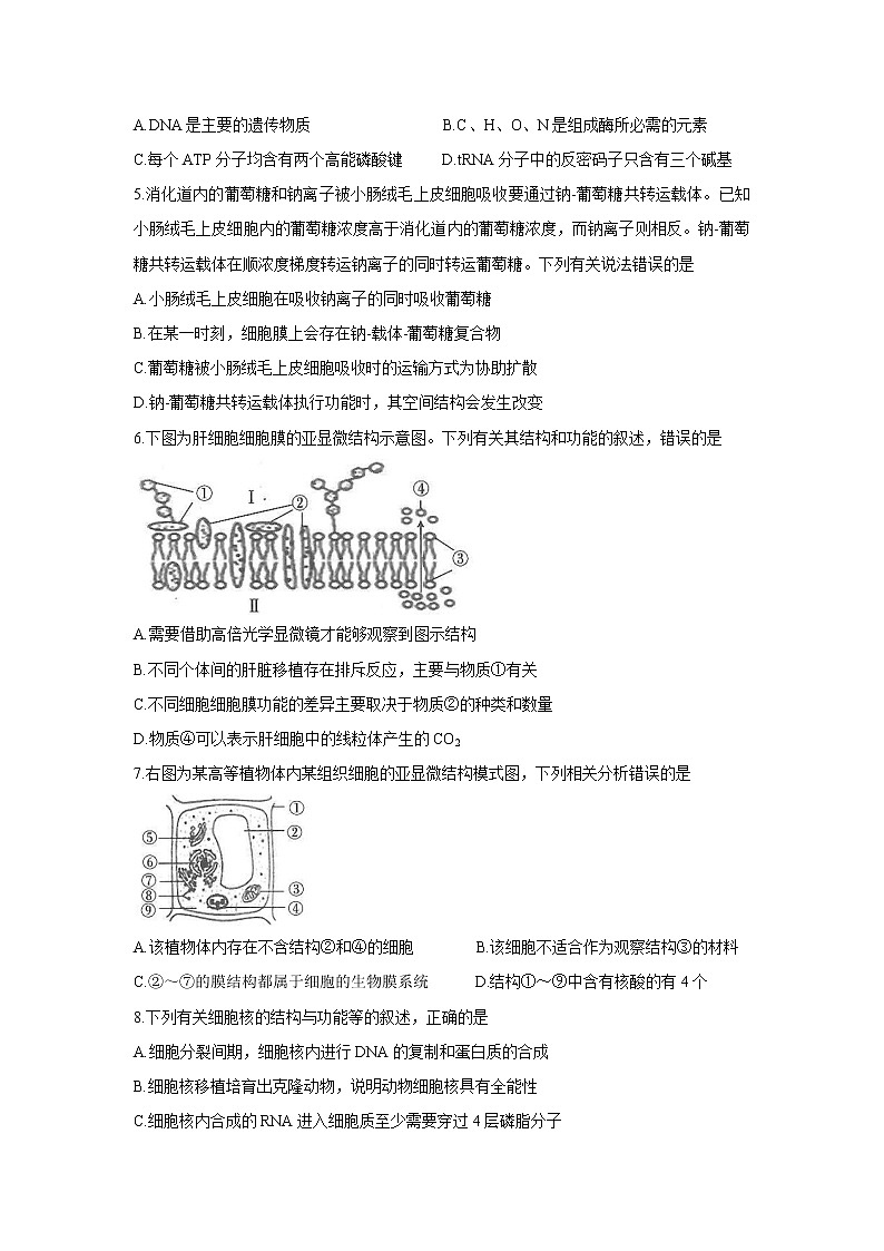 2022京山、安陆等百校联考高三上学期10月月考生物含答案第2页