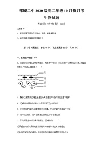 2022济宁邹城二中高二10月月考生物试题含答案