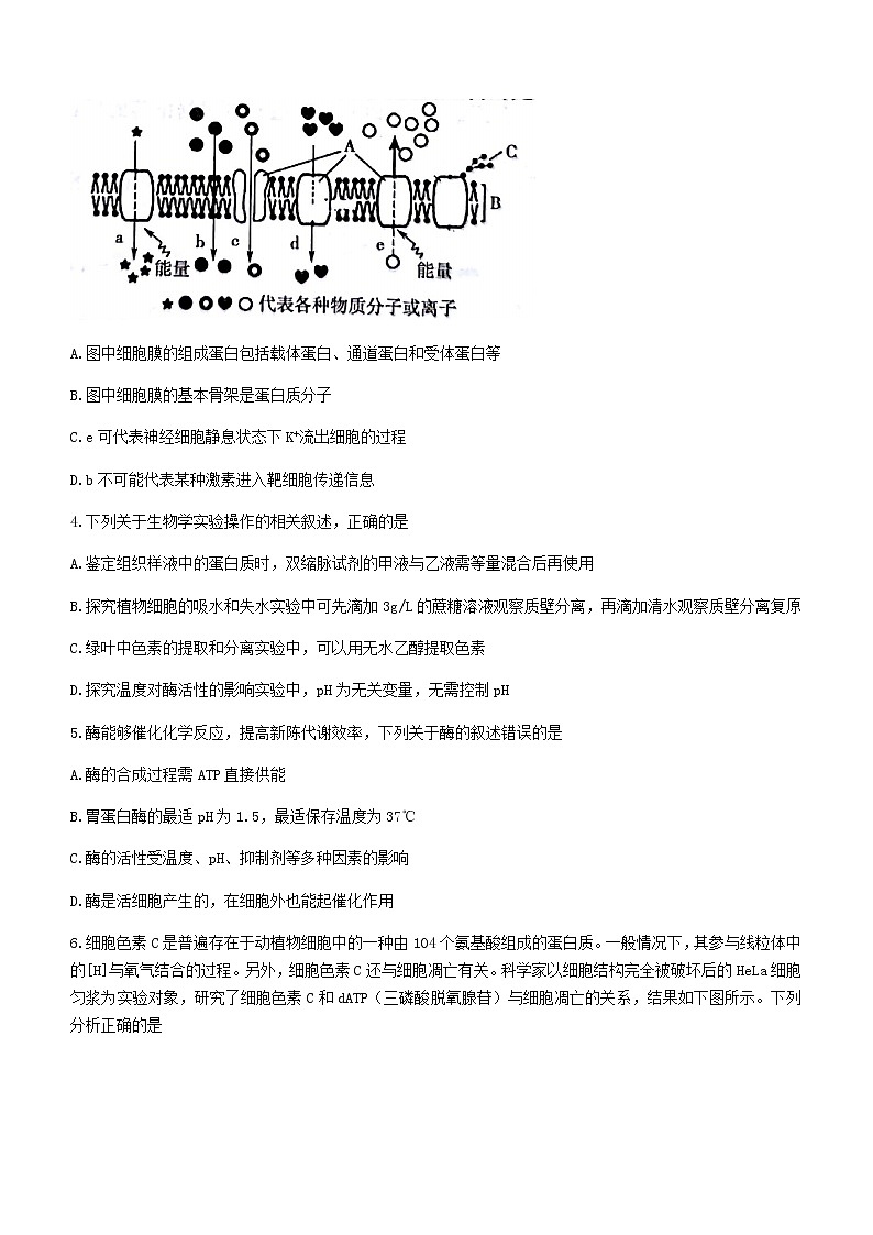 2021河池高二下学期期末生物试卷含答案第2页