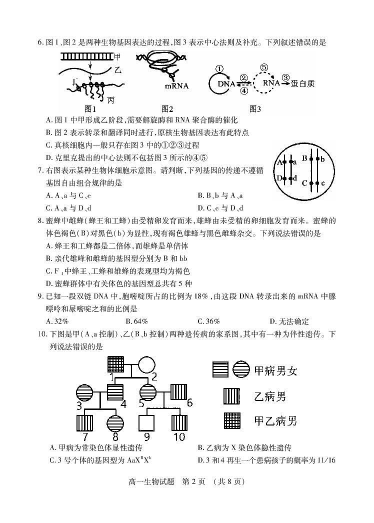 2021枣庄高一下学期期末考试生物试题PDF版含答案第2页