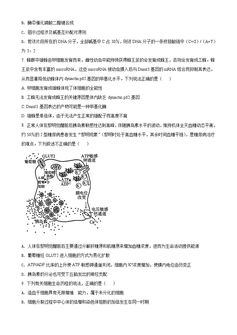 2022辽宁省辽南协作体高三第二次模拟考试生物试题含答案03