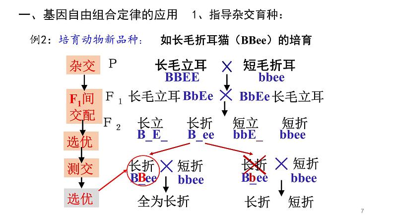 1.2 自由组合定律的应用与解题策略 课件【新教材】2020-2021学年高一生物人教版（2019）必修二07