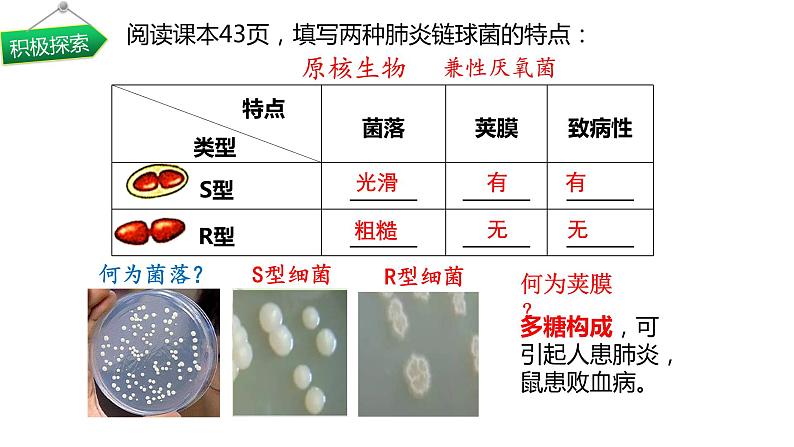 3.1 DNA是主要遗传物质 课件【新教材】2020-2021学年高一生物人教版（2019）必修二06