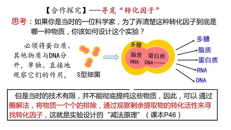 3.1 DNA是主要遗传物质 课件【新教材】2020-2021学年高一生物人教版（2019）必修二07