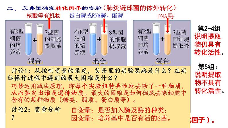 3.1 DNA是主要遗传物质 课件【新教材】2020-2021学年高一生物人教版（2019）必修二08