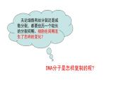 3.3 DNA复制 遗传与变异 课件【新教材】2020-2021学年高一生物人教版（2019）必修二
