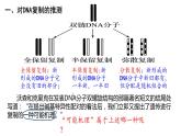 3.3 DNA复制 遗传与变异 课件【新教材】2020-2021学年高一生物人教版（2019）必修二
