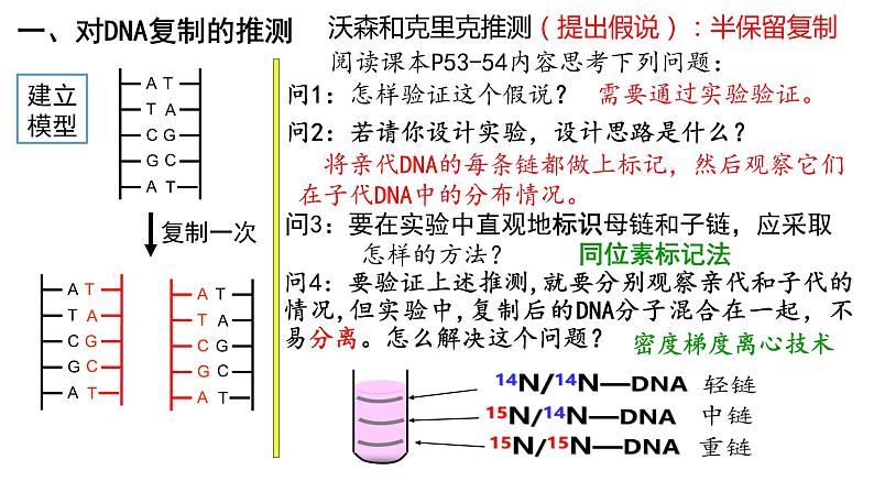 3.3 DNA复制 遗传与变异 课件【新教材】2020-2021学年高一生物人教版（2019）必修二04