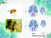 2022年新教材高中生物人教版（2019）必修二2.1 减数分裂和受精作用 课件