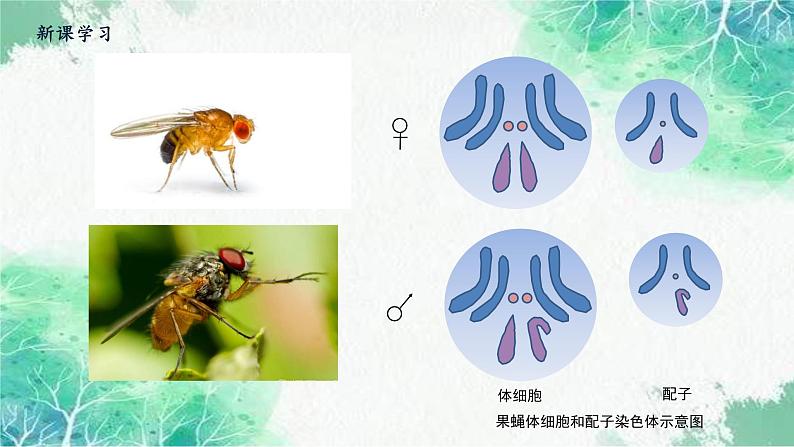 2022年新教材高中生物人教版（2019）必修二2.1 减数分裂和受精作用 课件第3页