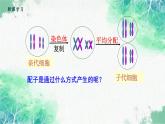 2022年新教材高中生物人教版（2019）必修二2.1 减数分裂和受精作用 课件