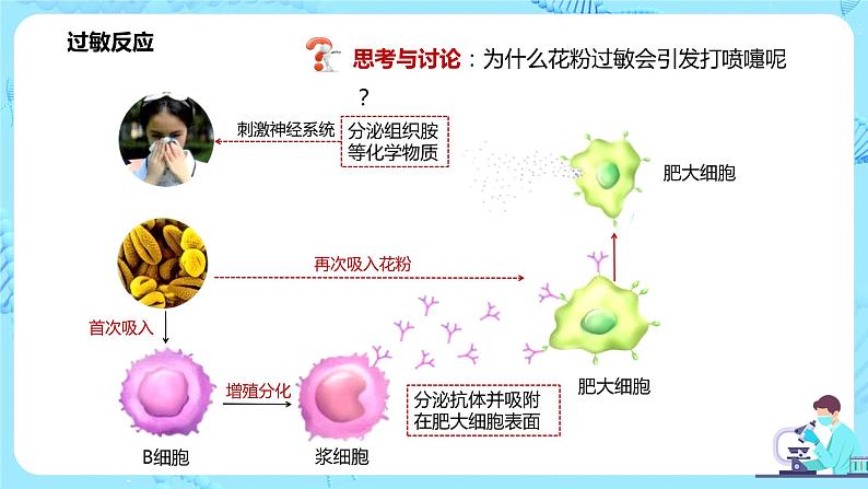 第三节《免疫失调》课件+教案04