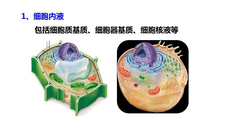 1.1细胞生活的环境课件2021-2022学年高二上学期生物人教版选择性必修1第6页