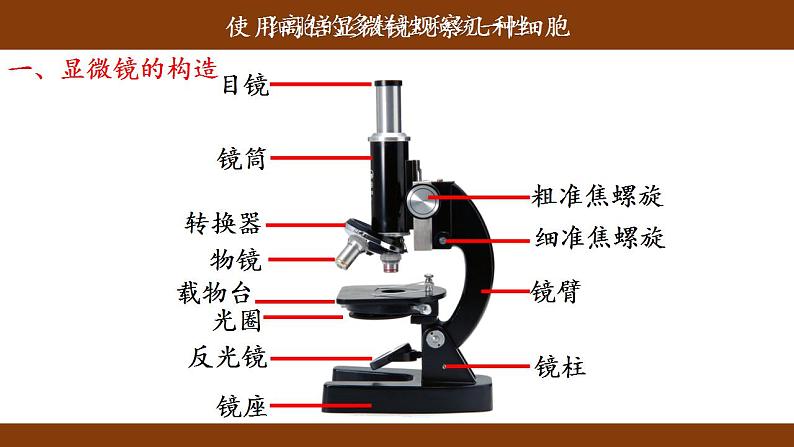 1.2细胞的多样性和统一性课件-2021-2022学年高一上学期生物人教版（2019）必修1第3页