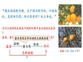 高中生物人教版，必修二，4.2基因表达与性状的关系，课件