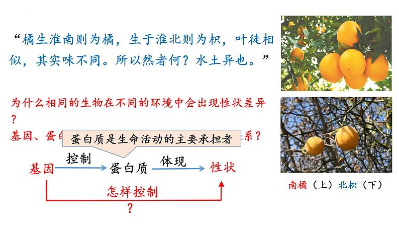 高中生物人教版，必修二，4.2基因表达与性状的关系，课件第3页