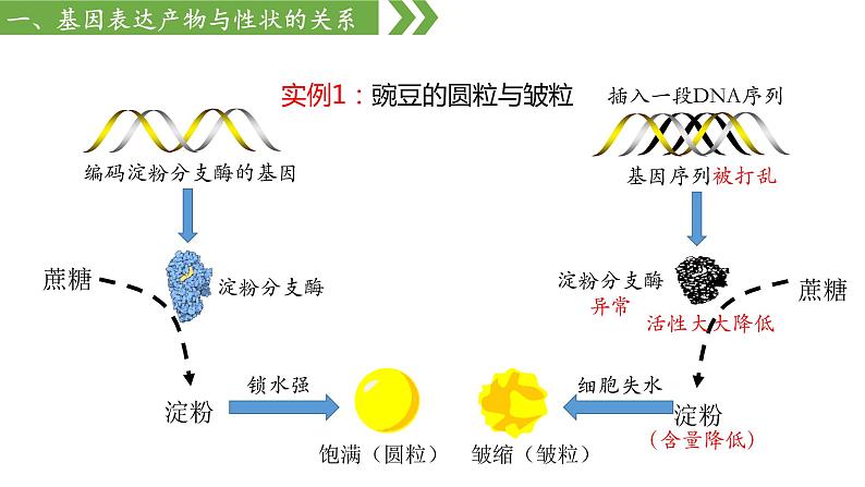 高中生物人教版，必修二，4.2基因表达与性状的关系，课件第4页