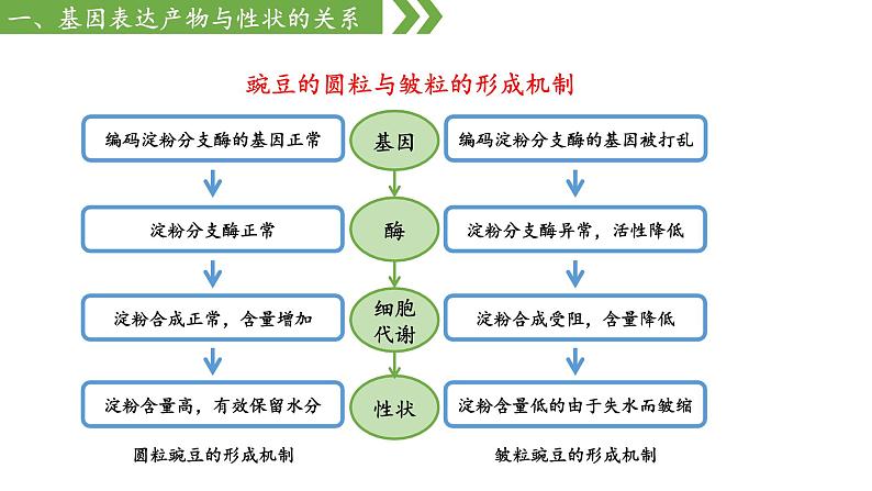 高中生物人教版，必修二，4.2基因表达与性状的关系，课件第5页