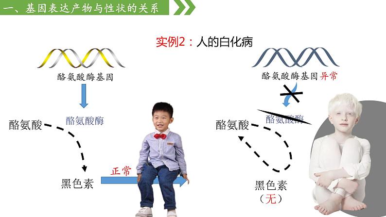 高中生物人教版，必修二，4.2基因表达与性状的关系，课件第6页